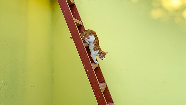A cat going down a ladder.