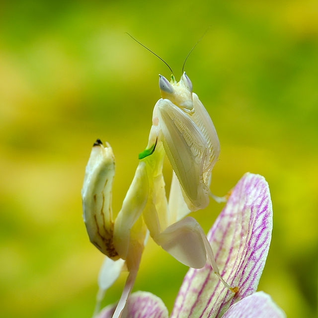 An orchid mantis, camouflaged to look like the flower it's perched on.