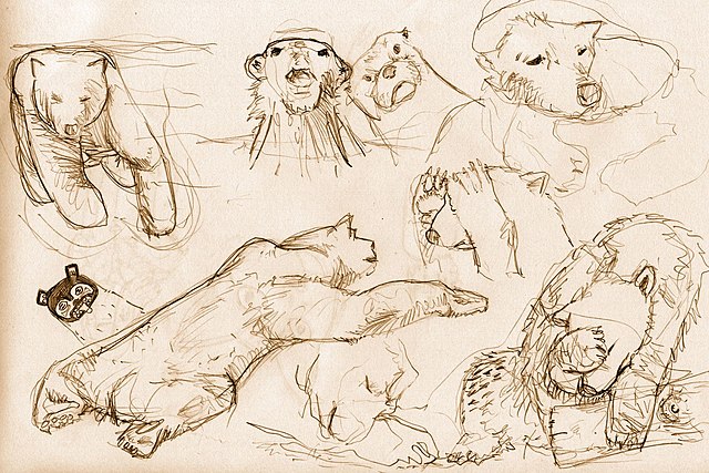 Sketches of a polar bear